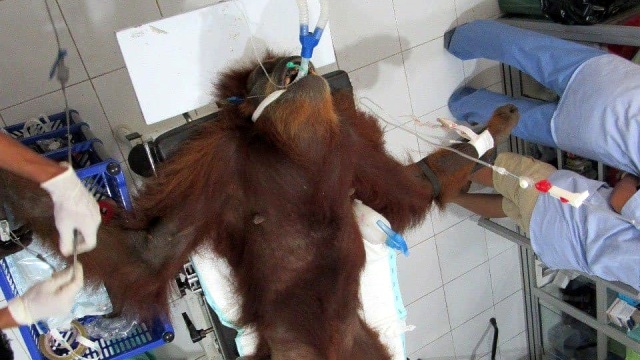 2 orang utan dengan luka tembak di Aceh