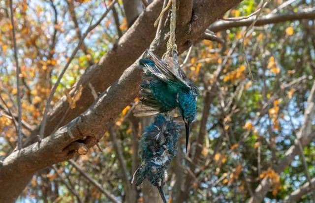 Burung dilindungi ditemukan mati dengan cara terikat