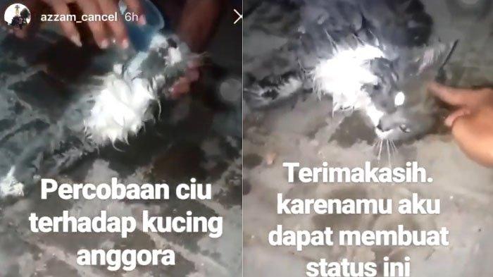 Kucing di cekoki ciu di Tulungagung