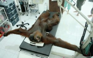 Orangutan di Medan banyak luka peluru sejumlah 24 buah