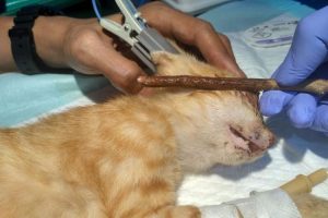 Penusukan 12 kucing di bagian mata yang berada di Pontianak