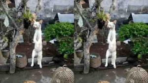 Penyiksaan kucing dengan cara menggantung hingga mati di Bali