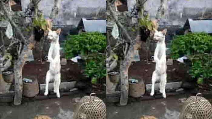 Penyiksaan kucing dengan cara menggantung hingga mati di Bali